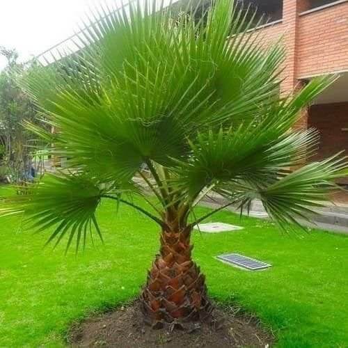 Washingtonia robusta