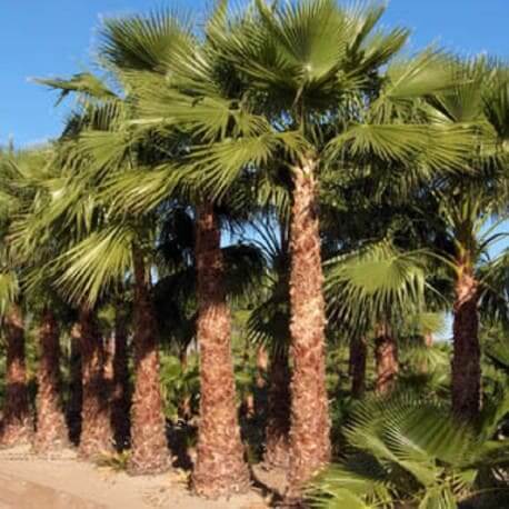 Washingtonia robusta